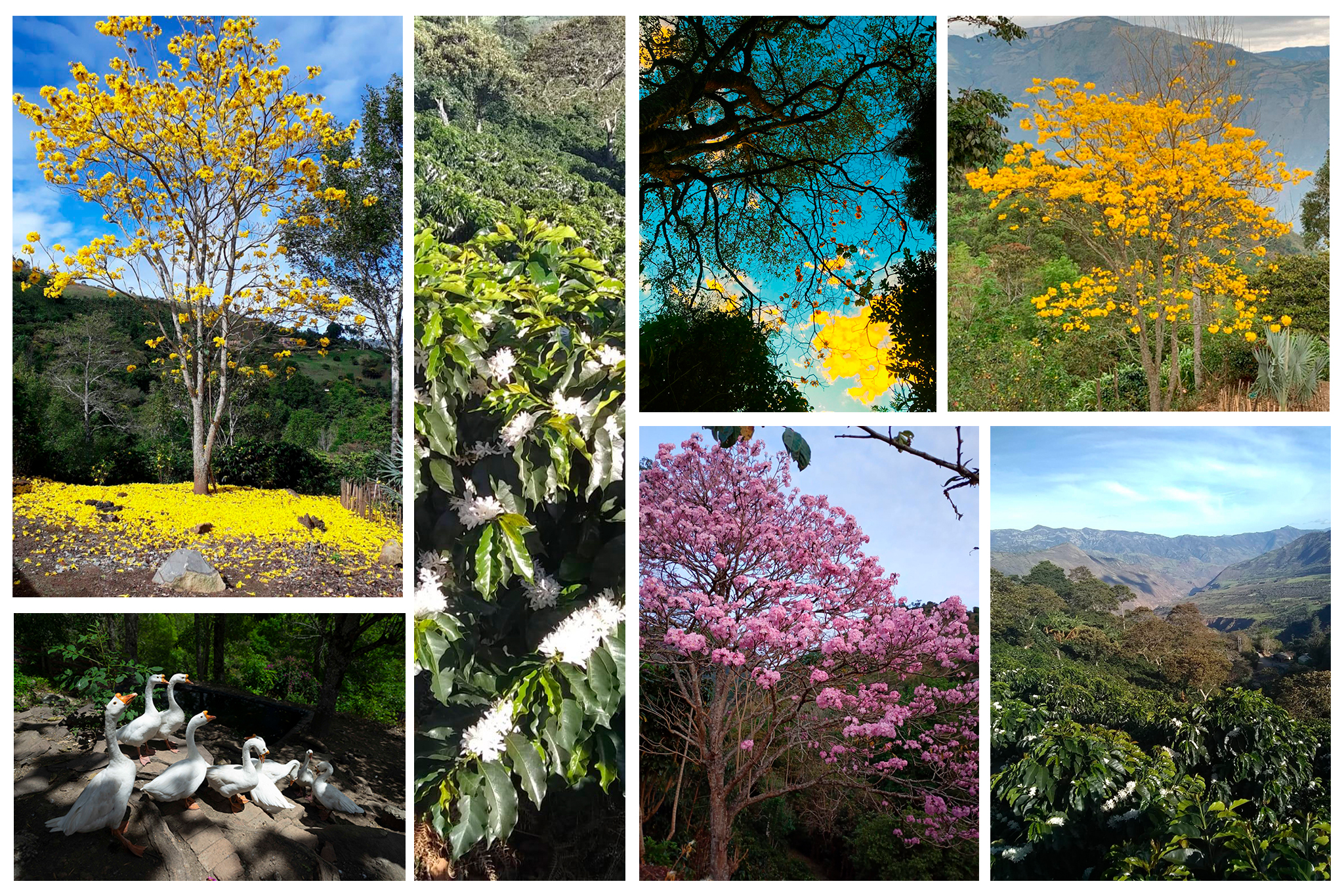 Santa Inés Collage
