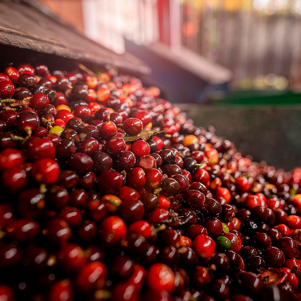 Pulping Machine