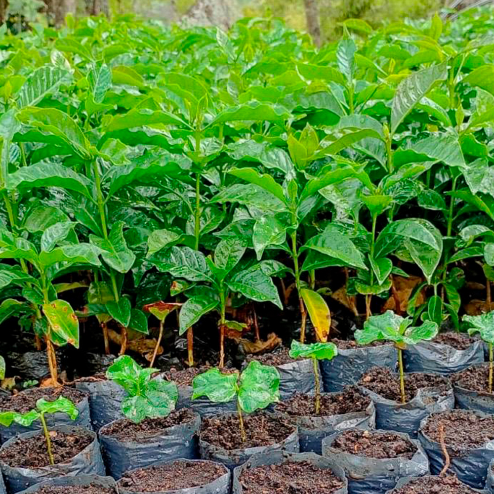 Germination and Nursery